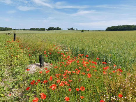 Accompagner le monde agricole dans la préservation des messicoles : bilan de trois années d’inventaire et de sensibilisation en Poitou-Charentes - Sciences Eaux & Territoires | Biodiversité | Scoop.it