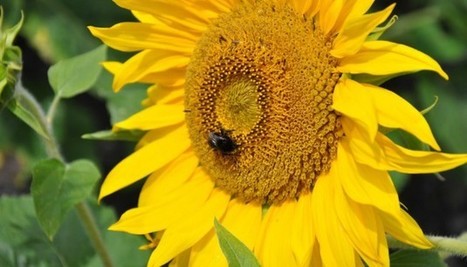 Plus ton QI est haut, moins tu te reproduis : l'homme et le bourdon, m&ecirc;me combat | EntomoScience | Scoop.it