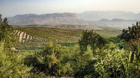 The olive oil industry is confronting death by spittlebug in Europe | CIHEAM Press Review | Scoop.it