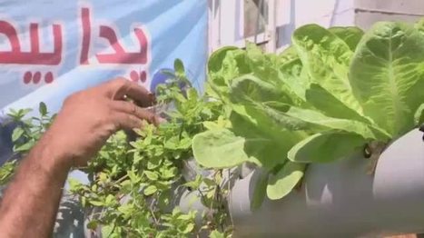 Vidéo : A Gaza, faute d'espace, des habitants cultivent sur leur toit | Economie Responsable et Consommation Collaborative | Scoop.it