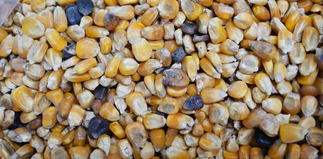 Les mycotoxines dans les céréales et autres aliments : une menace pour la santé, un défi pour la sécurité alimentaire | Alimentation Santé Environnement | Scoop.it
