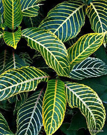 Tropical Plants – The exotic garden | Gardening Life | Scoop.it