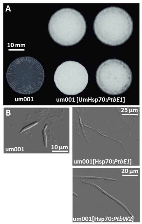 bioRxiv: Comparative analysis highlights variable genome content of wheat rusts and divergence of the mating loci (2016) | Plant Pathogenomics | Scoop.it