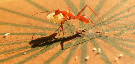 L’extraordinaire sens de l’orientation des fourmis | EntomoNews | Scoop.it