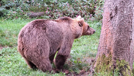 Les ours de la Forêt Noire commencent à préparer leur terrier pour l'hiver au parc alternatif des loups et des ours - ici | Alsace Actu | Scoop.it