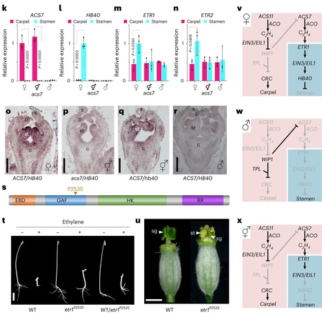 Ethylene produced in carpel primordia controls CmHB40 expression to inhibit stamen development (IPS2, SPS) | Plant Sciences | Scoop.it