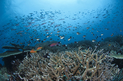 CNRS - Un nouveau modèle prédit que la Polynésie française sera un refuge climatique pour la survie des récifs coralliens dans le futur | Biodiversité | Scoop.it