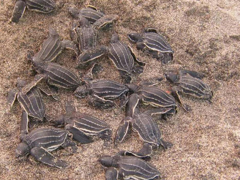 Une écloserie naturelle pour protéger les œufs de tortues luths | Biodiversité | Scoop.it