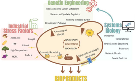 Engineering yeast metabolism for robust bioproduction under industrial conditions | cin | RMH | Scoop.it