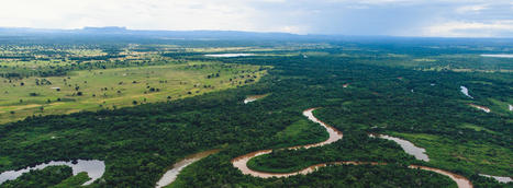 Forest Pulse : les dernières informations sur les forêts du monde  - World Resources Institute Research | Biodiversité : les chiffres-clés | Scoop.it