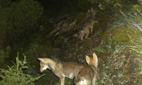 Moins d'animaux de rente tués en Suisse malgré davantage de loups | Elevage et société | Scoop.it