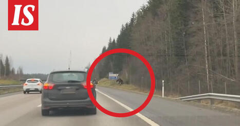 Vili kuvasi videon Lahden moottoritiell&auml; &ndash; hirvi ja luultavasti mets&auml;styskoira jahtasivat toisiaan | Lehti | Scoop.it