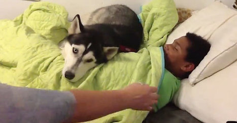 Lapsen paras yst&auml;v&auml;? Siperianhusky ei anna &auml;idin her&auml;tt&auml;&auml; poikaa - Stara | 1Uutiset - Lukemisen t&auml;hden | Scoop.it