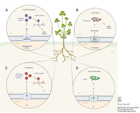 Molecular mechanisms modulating beneficial plant root-microbe interactions: What’s common?  | Plant Sciences | Scoop.it