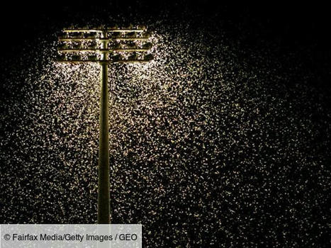Selon une méta-analyse (publiée fin 2019 dans Biological Conservation), la pollution lumineuse jouerait un rôle crucial dans le déclin des insectes | EntomoNews | Scoop.it