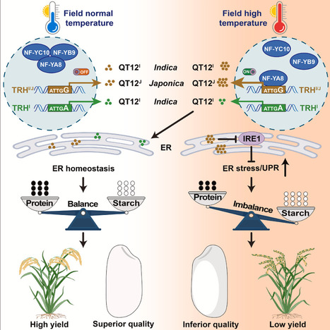A natural gene on-off system confers field thermotolerance for grain quality and yield in rice, cell | Plant and Seed Biology | Scoop.it