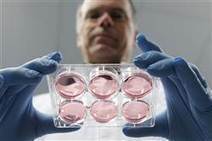Lab-grown hamburger due to be served up this year ... for $330,000 | Science News | Scoop.it