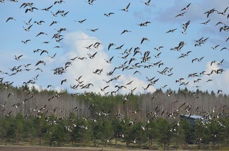 Kylmä ilmavirtaus pysäytti valtavat hanhiparvet Suomen pelloille – asiantuntijalla yksinkertainen ratkaisu: "Ampumalla ongelma ei ratkea" | Yle Uutiset | yle.fi | 1Uutiset - Lukemisen tähden | Scoop.it