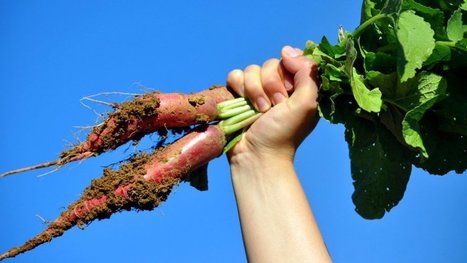 Après quatre ans de recherches, la permaculture reçoit la bénédiction de l’Inra ! | Ces infos qui nous font du bien | Scoop.it