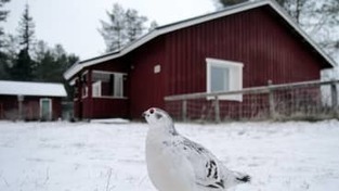 Superharvinainen pyyn ja riekon poikue bongattiin Lapissa – dna-tutkimus vahvistaa romanssin | Yle Uutiset | yle.fi | 1Uutiset - Lukemisen tähden | Scoop.it