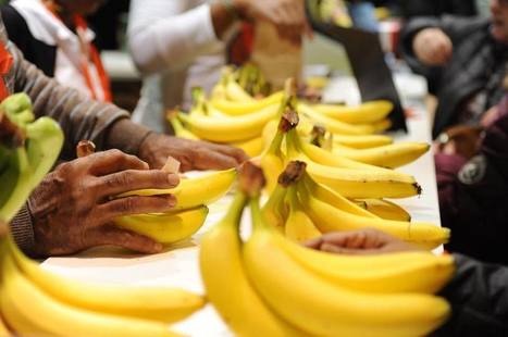 La Nouvelle Banane des Antilles dans les supermarchés | Revue Politique Guadeloupe | Scoop.it
