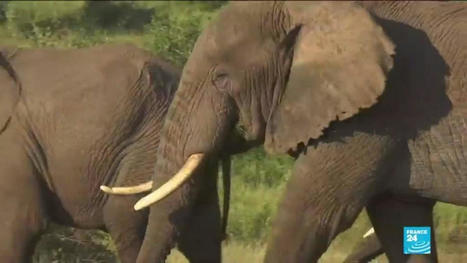 Biodiversité : en Afrique, l'éléphant de forêt "en danger critique d'extinction" | Histoires Naturelles | Scoop.it