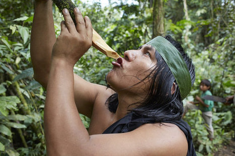 In The Amazon, Scientists Seek A Cure For Autoimmune Disease | Ayahuasca News | Scoop.it