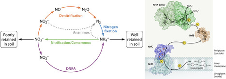 From genes to function: regulation, maturation, and evolution of cytochrome c nitrite reductase in nitrate reduction to ammonium | aem | RMH | Scoop.it