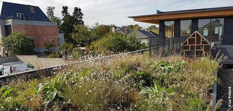 Nouvelles mesures pour les toitures végétalisées | ESPACES VEGETALISES URBAINS | Scoop.it