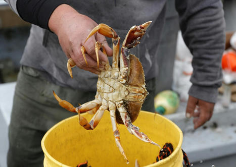 Seafood Consumption Linked to Increased Risk of Melanoma - EcoWatch.com | Operation Deimos | Scoop.it