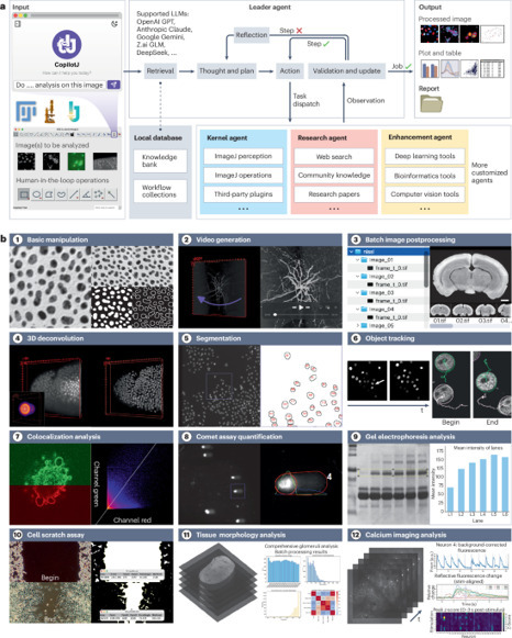 CopilotJ: a conversational multi-agent system for intelligent and efficient bioimage analysis | Nmet | RMH | Scoop.it