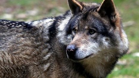 Un loup abattu par un éleveur dans le Beaufortain en Savoie | Loup | Scoop.it