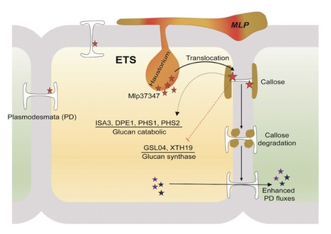 Original paper in Microorganisms &bull; Germain Lab 2021 &bull; The Fungal Effector Mlp37347 Alters Plasmodesmata Fluxes and Enhances Susceptibility to Pathogen | Originals | Scoop.it