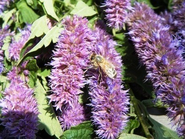 La troisième édition du "Mois de l'abeille urbaine" est lancée ! | Variétés entomologiques | Scoop.it