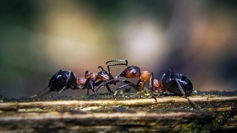 ​Use Coffee Grounds to Get Rid of Ants... | foodSenses | Scoop.it