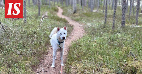 Lapin erämaahan kadonnut koira oli viikon kateissa – ”En tiennyt, että tämmöisiä ihmisiä on olemassa” | 1Uutiset - Lukemisen tähden | Scoop.it