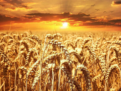FOOD: A historic call to action against a global food crisis by 2050 | ALIMENTATIONS | Scoop.it