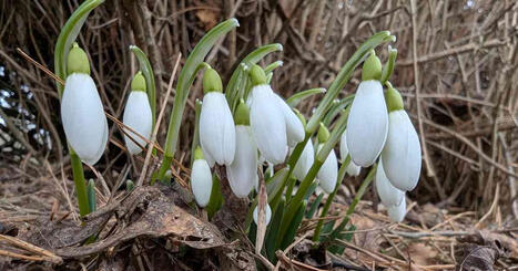 Viikonloppuna ker&auml;t&auml;&auml;n taas havaintoja kev&auml;&auml;n etenemisest&auml; &ndash; Kev&auml;tseuranta t&auml;ytt&auml;&auml; jo 50 vuotta | Uutisia lyhyesti | Yle | 1Uutiset - Lukemisen t&auml;hden | Scoop.it