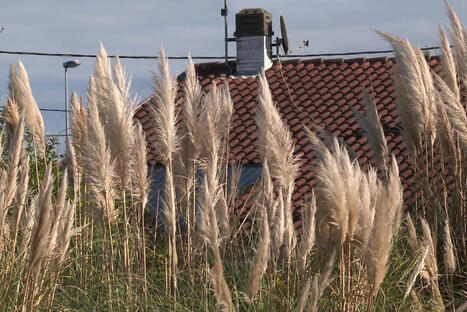 "Il ne faut surtout pas la planter chez soi" : aussi belle que dangereuse, l’herbe de la pampa, une espèce à éradiquer | BABinfo Pays Basque | Scoop.it