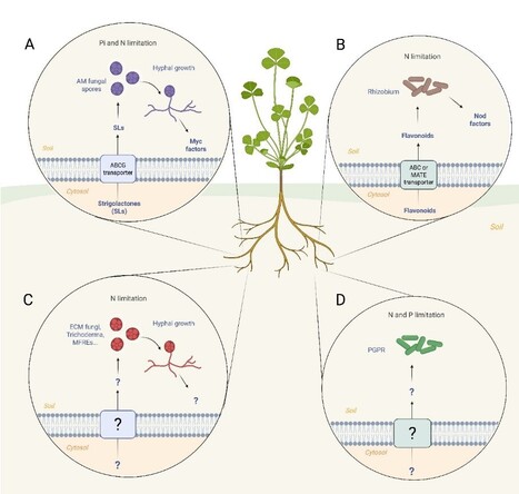 Mécanismes moléculaires communs modulant les interactions bénéfiques entre les racines des plantes et les micro-organismes | Life Sciences Université Paris-Saclay | Scoop.it