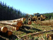 Pro Pyme Chile - Pymes forestales acusan abuso de posición dominante por parte de las grandes compañías | SC News® | Scoop.it