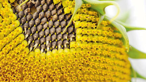 Russian farmers shift from wheat to sunflower and rapeseed, raising oversupply risks | MED-Amin network | Scoop.it
