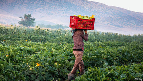 Hobbyists hope to halt hunger in Lebanon by growing their own crops  | Revue de presse - Club DEMETER | Scoop.it
