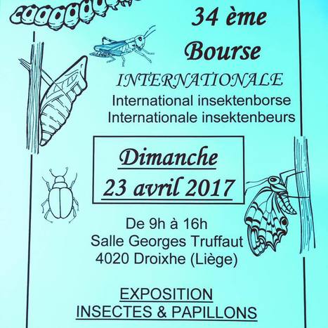 Bourse aux Insectes Li&egrave;ge | Vari&eacute;t&eacute;s entomologiques | Scoop.it