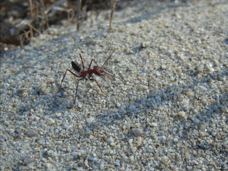 Les fourmis utilisent le champ magnétique terrestre pour s’orienter | EntomoNews | Scoop.it