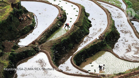 Millions of Chinese farmers reap benefits of huge crop experiment | Plant Gene Seeker -PGS | Scoop.it