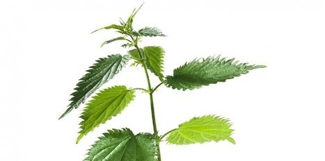 Le purin d&rsquo;ortie n'est plus un pesticide mais un "biostimulant" | Economie Responsable et Consommation Collaborative | Scoop.it