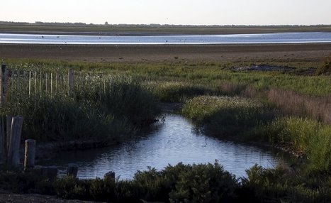 Camargue : les zones humides au coeur de toutes les attentions | Camargue Nature | Scoop.it