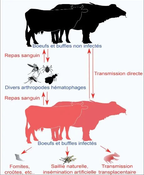 Dermatose nodulaire en France : l’alerte bovine venue du Maghreb, sur fond de saison des insectes | Insect Archive | Scoop.it