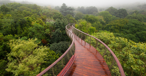 A Canopy Walkway In Cape Town Allows You To Walk Above The Trees | 16s3d: Bestioles, opinions & pétitions | Scoop.it
